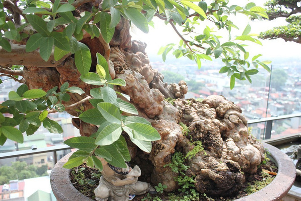 View -             Loạt bonsai chi chít quả khiến dân chơi mê mẩn    