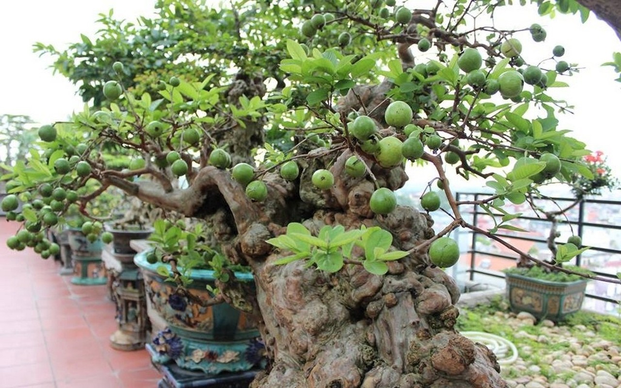 View -             Loạt bonsai chi chít quả khiến dân chơi mê mẩn    