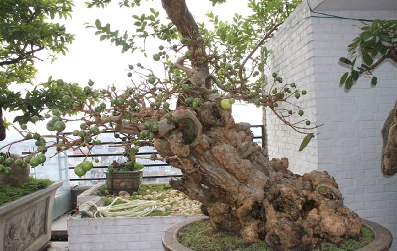 View -             Loạt bonsai chi chít quả khiến dân chơi mê mẩn    