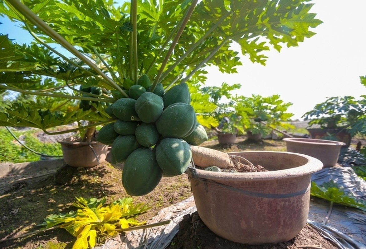 View -             Loạt bonsai chi chít quả khiến dân chơi mê mẩn    