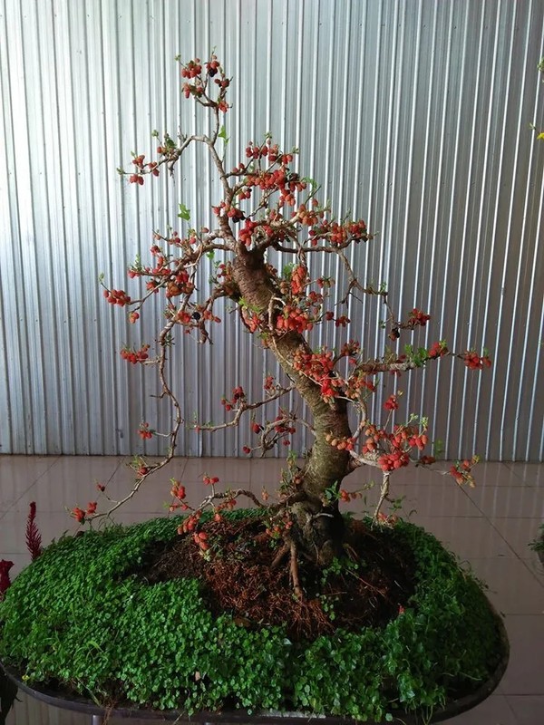 View -             Loạt bonsai chi chít quả khiến dân chơi mê mẩn    