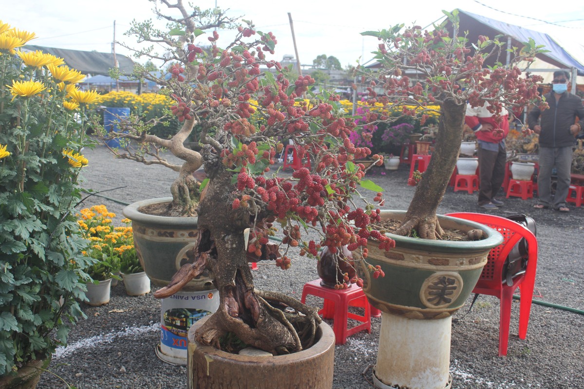 View -             Loạt bonsai chi chít quả khiến dân chơi mê mẩn    