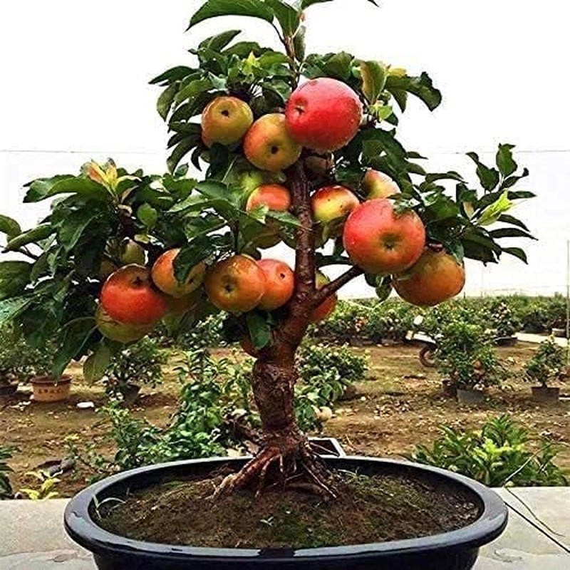 View -             Loạt bonsai chi chít quả khiến dân chơi mê mẩn    