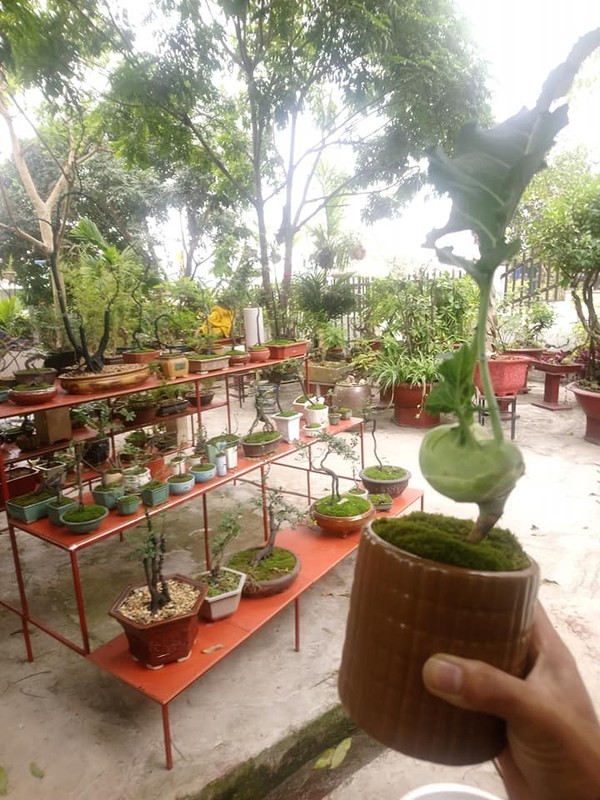 View -             Mãn nhãn loạt bonsai rau củ quả đẹp đến 'ngẩn ngơ'    