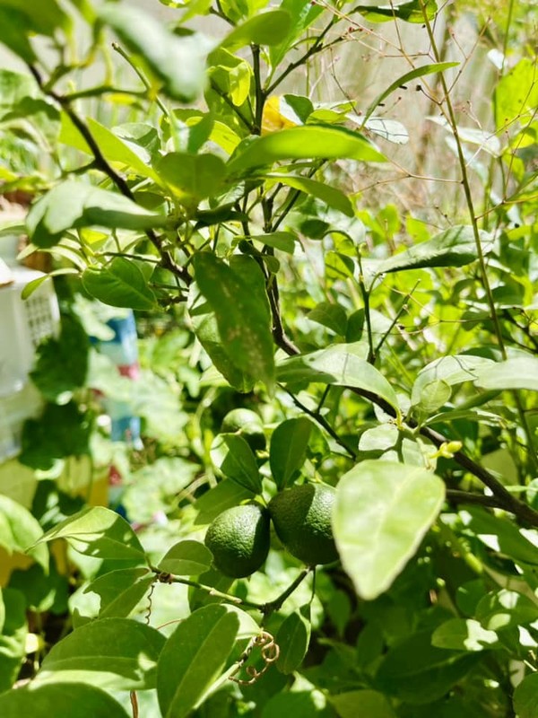 Mãn nhãn vườn rau xanh mướt mắt của mẹ ruột Hà Hồ