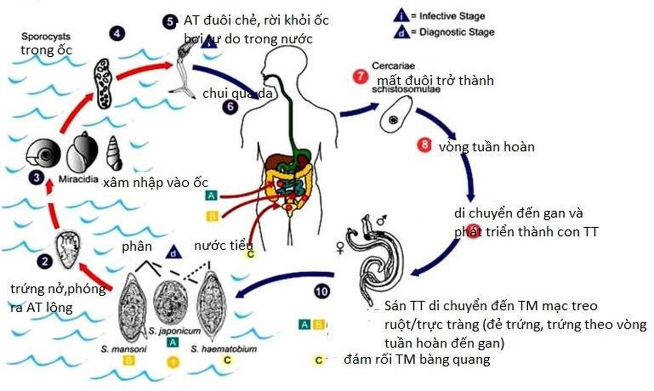 View -             Top 8 loài động vật nguy hiểm nhất hành tinh, chớ dại cà khịa    