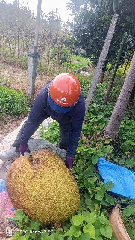 View -             Quả mít hơn nửa tạ ở Thanh Hóa, nặng bằng 1 người lớn    