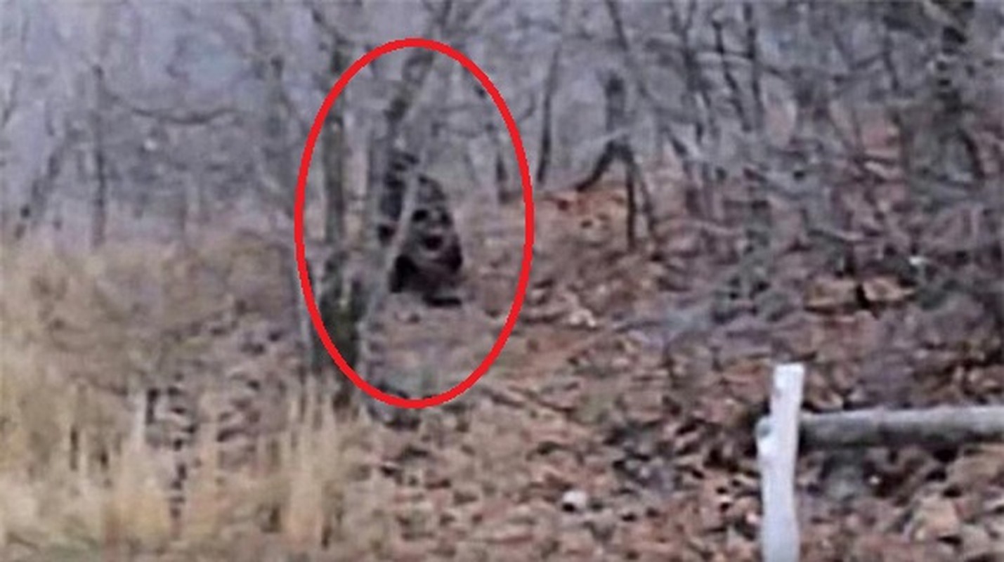 View -             'Tóm sống' những lần quái vật Bigfoot xuất hiện... trêu con người    