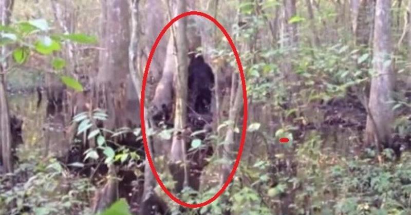 View -             'Tóm sống' những lần quái vật Bigfoot xuất hiện... trêu con người    