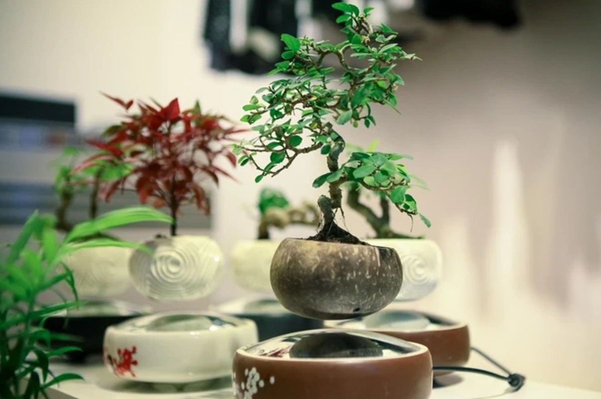             Ngắm loạt bonsai bay lơ lửng khiến dân chơi phát sốt    