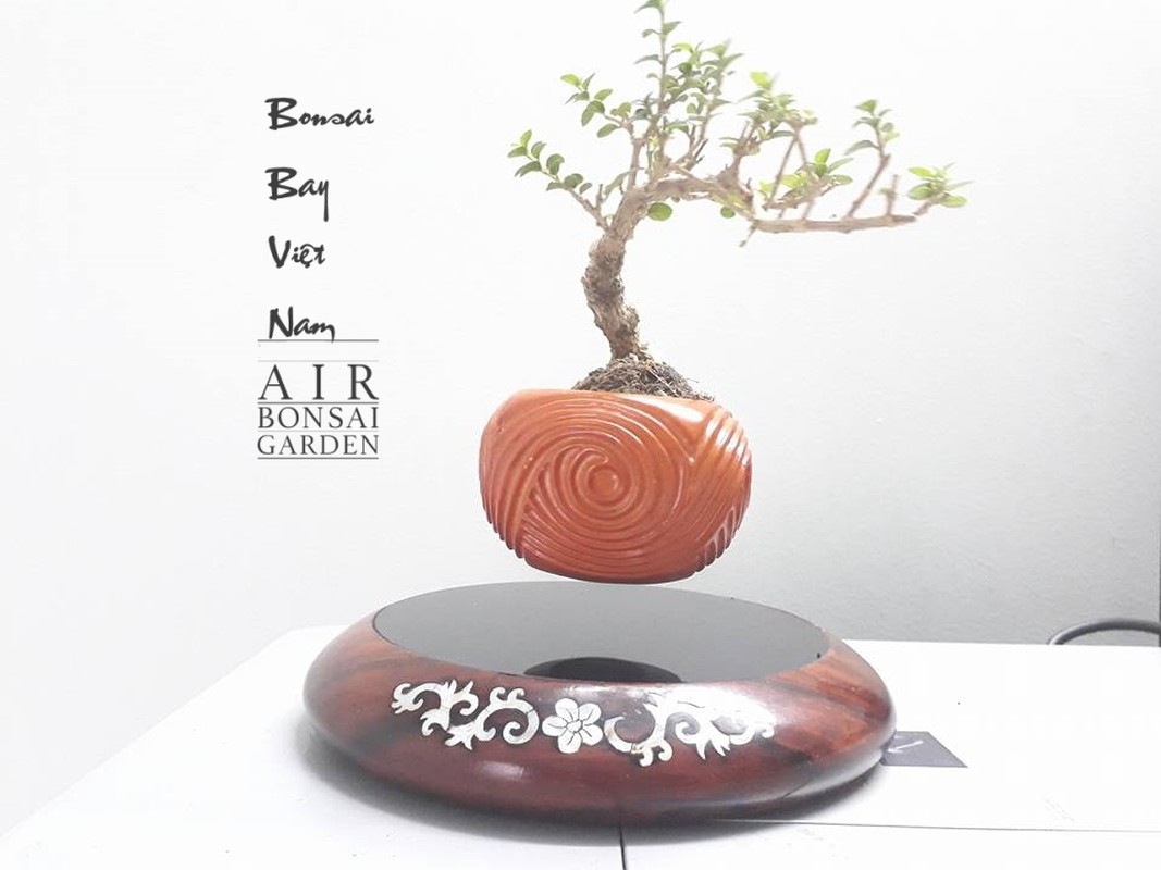 View -             Ngắm loạt bonsai bay lơ lửng khiến dân chơi phát sốt    