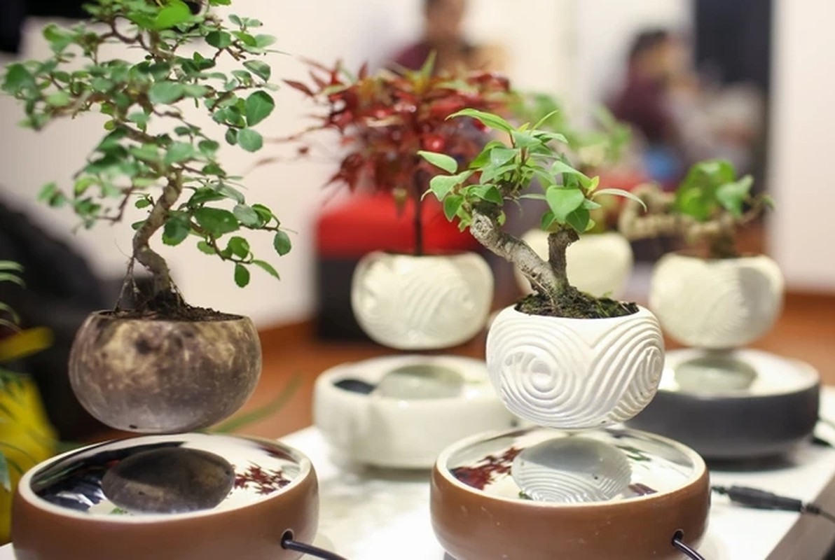 View -             Ngắm loạt bonsai bay lơ lửng khiến dân chơi phát sốt    