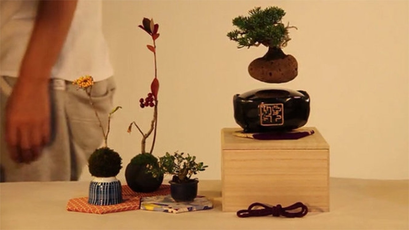             Ngắm loạt bonsai bay lơ lửng khiến dân chơi phát sốt    