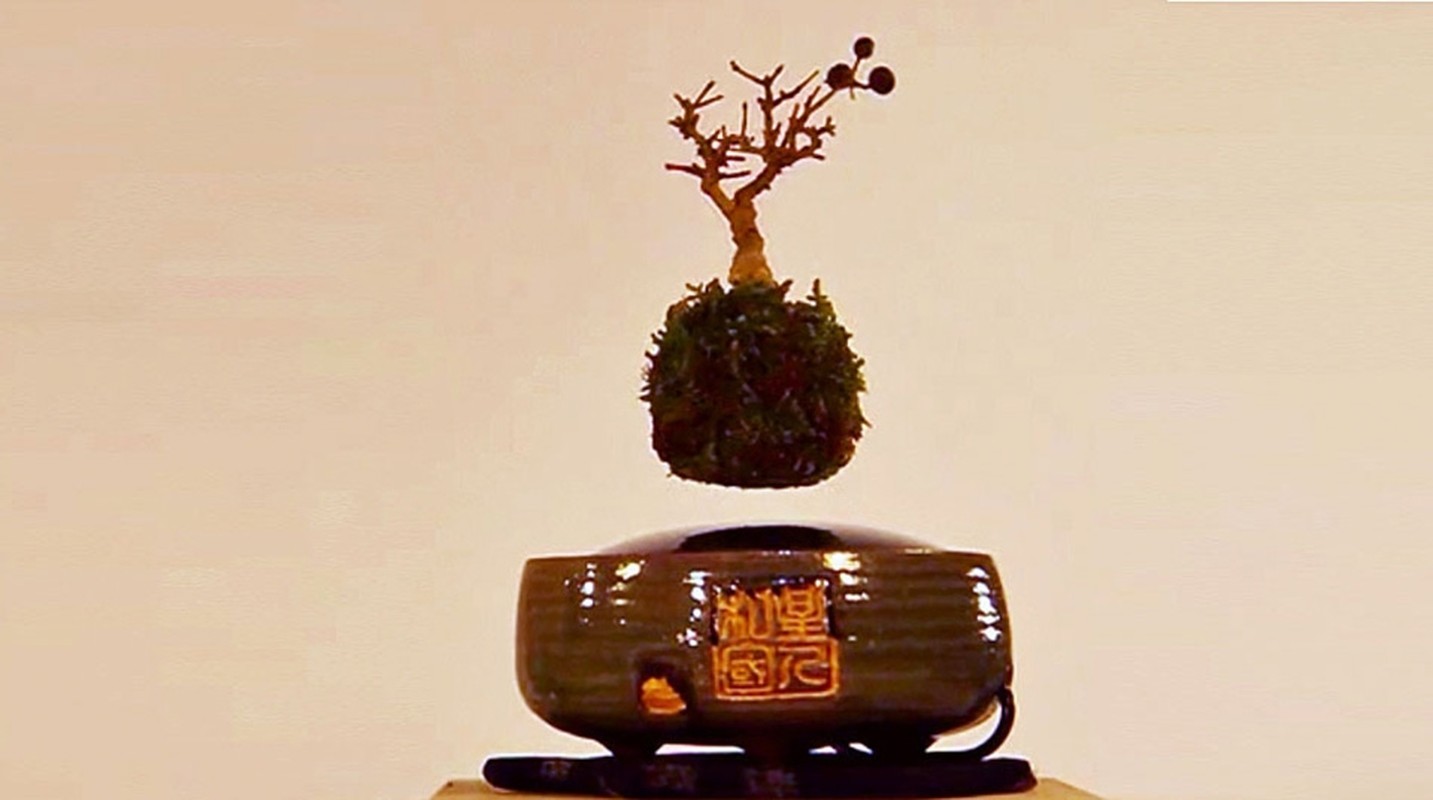 View -             Ngắm loạt bonsai bay lơ lửng khiến dân chơi phát sốt    