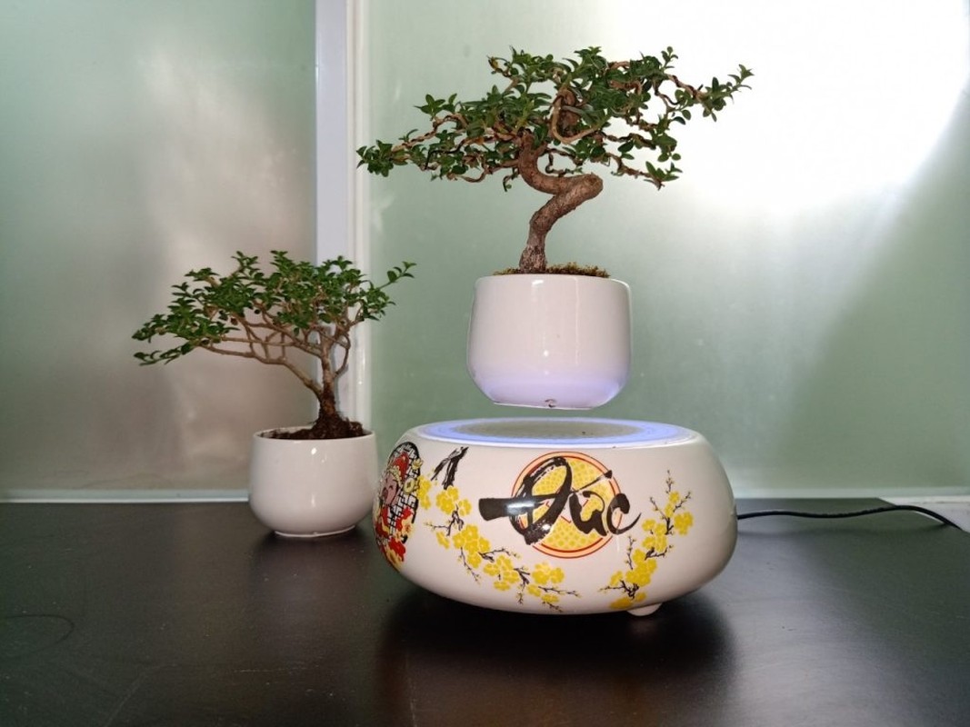 View -             Ngắm loạt bonsai bay lơ lửng khiến dân chơi phát sốt    