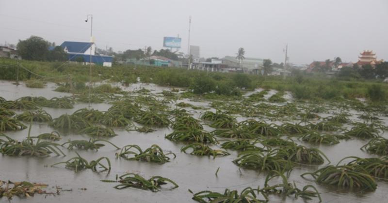 View -             'Thủ phủ thanh long' Bình Thuận ngập nặng sau cơn mưa lớn    