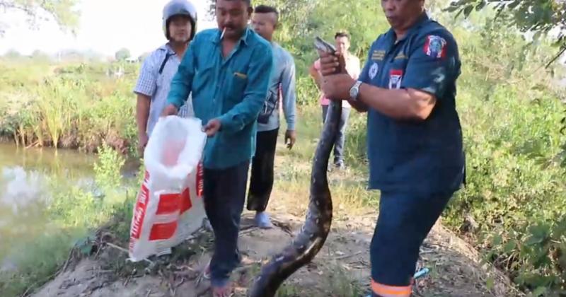 View -             'Quái thú' khổng lồ nằm gọn trong lưới, ngư dân sốc nặng    