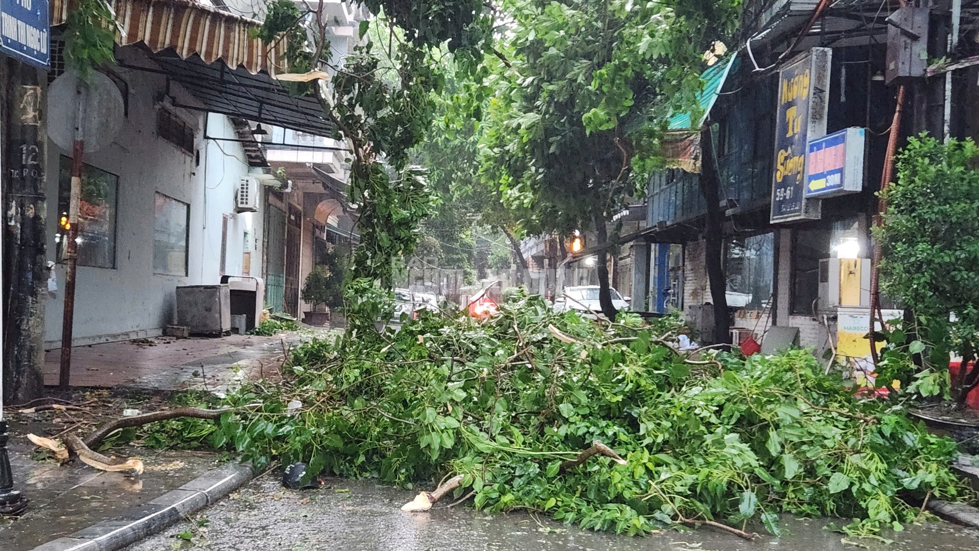 View -             Siêu bão số 3 chưa vào, cây xanh bật gốc khắp nơi đè trúng người đi đường    