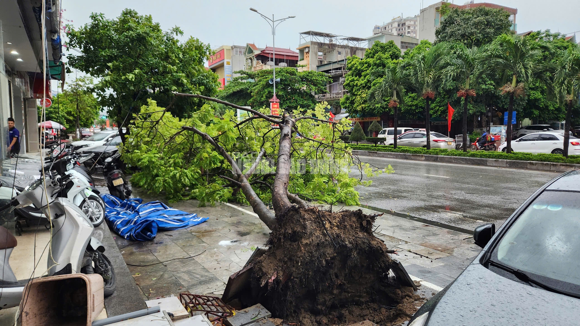             Siêu bão số 3 chưa vào, cây xanh bật gốc khắp nơi đè trúng người đi đường    