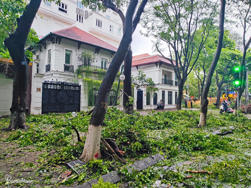             Cây cổ thụ Hà Nội bị bão Yagi quật ngã, người dân tiếc nuối    