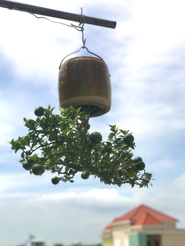 View -             Vườn bonsai mọc ngược có 1-0-2 của 'dị nhân' Quảng Nam    