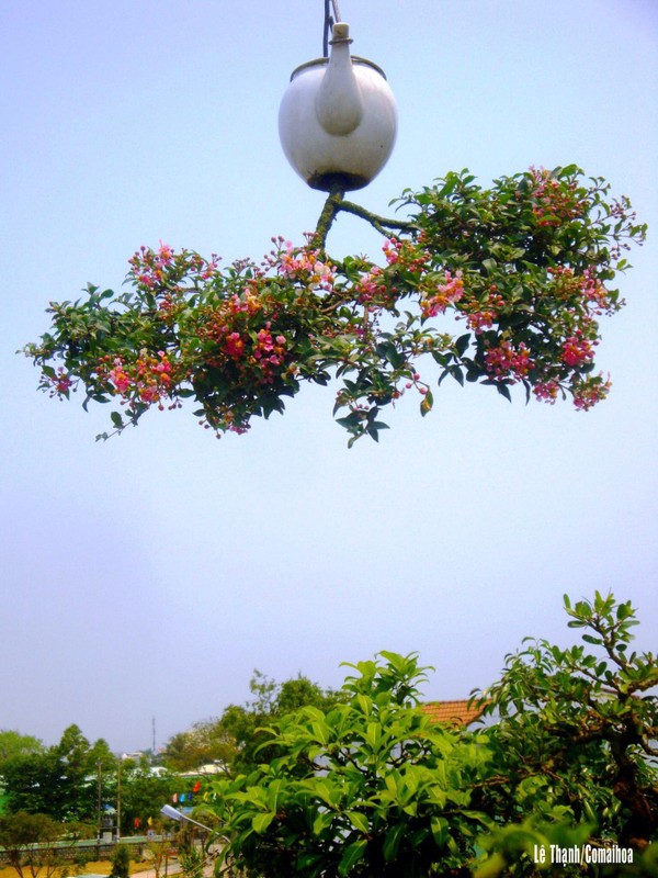 View -             Vườn bonsai mọc ngược có 1-0-2 của 'dị nhân' Quảng Nam    