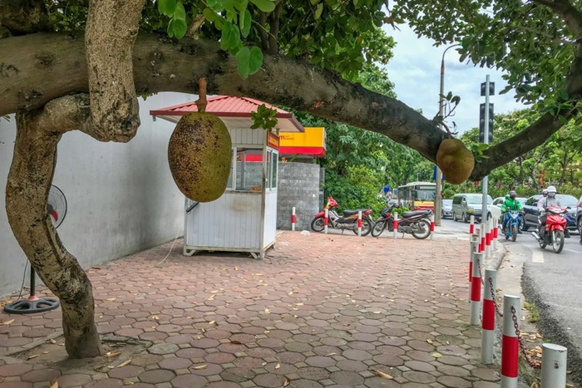             Netizen tiếc nuối 'cây mít an toàn nhất Việt Nam' đổ vì bão Yagi    