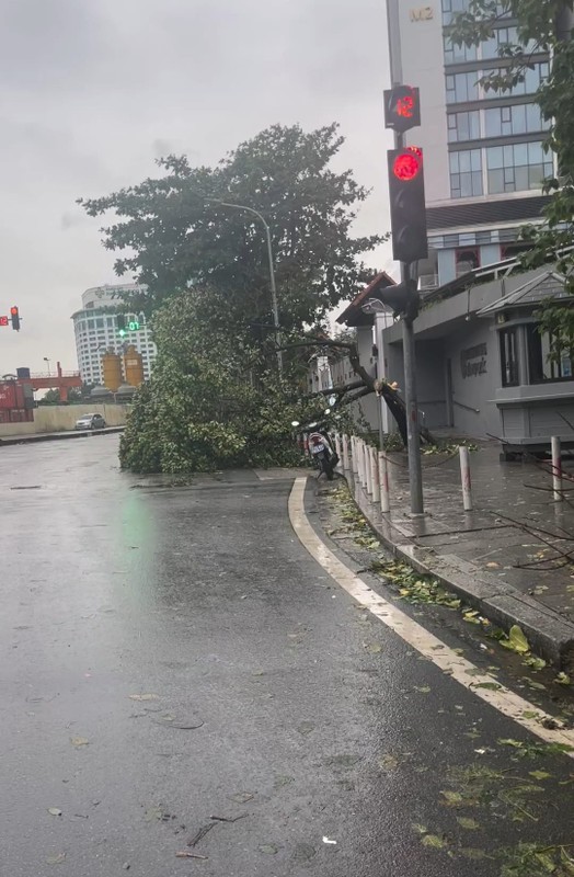 View -             Netizen tiếc nuối 'cây mít an toàn nhất Việt Nam' đổ vì bão Yagi    