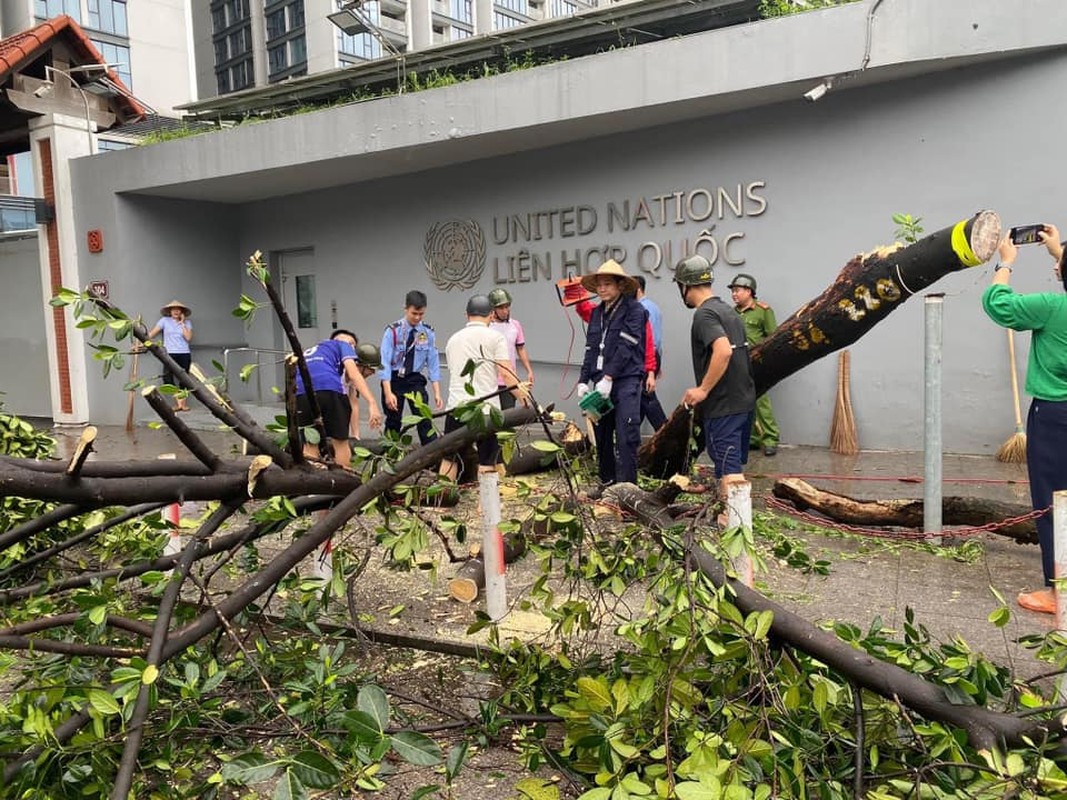 View -             Netizen tiếc nuối 'cây mít an toàn nhất Việt Nam' đổ vì bão Yagi    