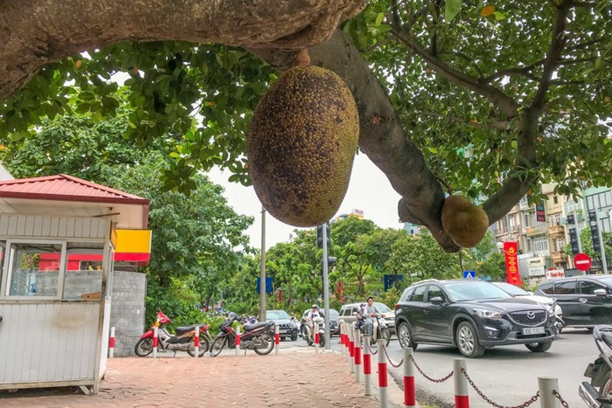 View -             Netizen tiếc nuối 'cây mít an toàn nhất Việt Nam' đổ vì bão Yagi    