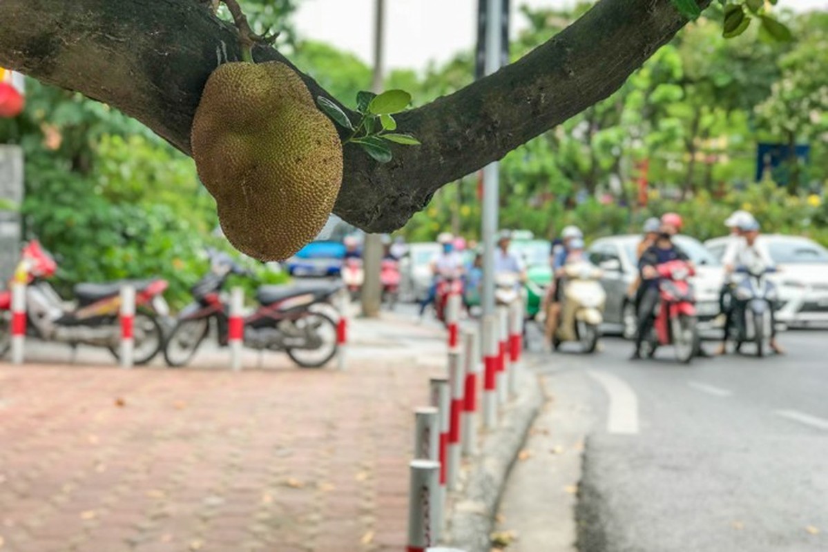             Netizen tiếc nuối 'cây mít an toàn nhất Việt Nam' đổ vì bão Yagi    