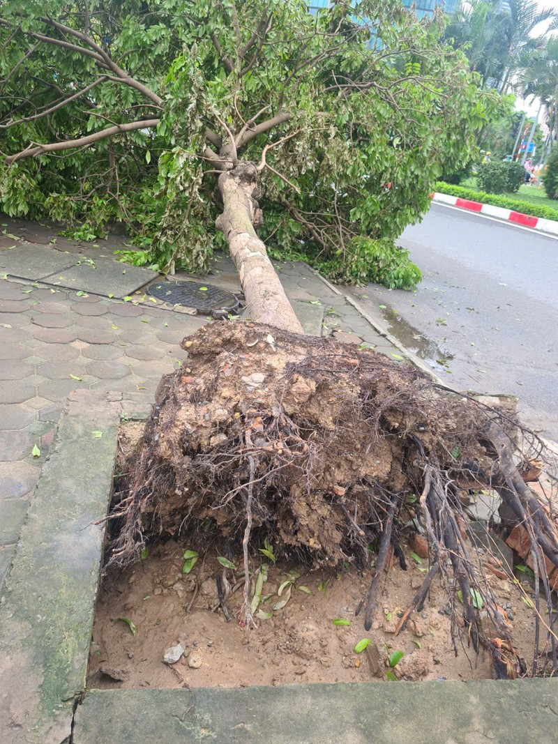             Xôn xao cây gãy đổ rễ còn nguyên bọc bầu, chuyên gia nói gì?    