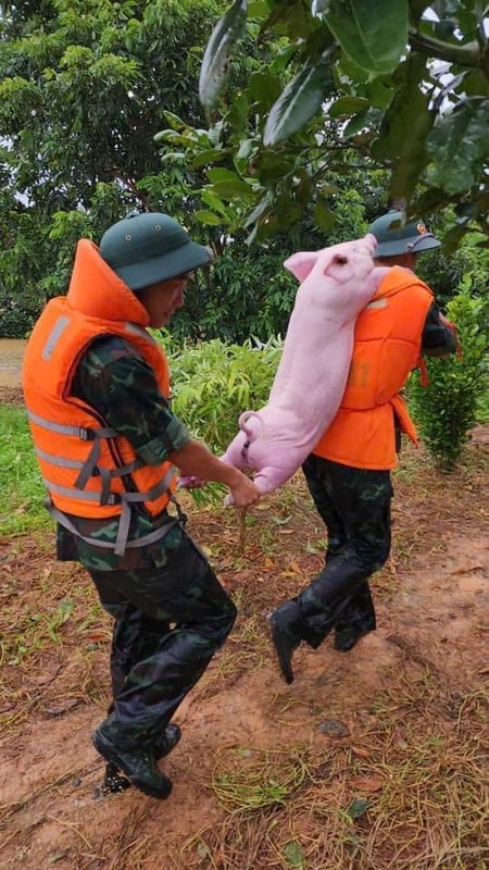 View -             Tan chảy trước loạt ảnh giải cứu động vật mùa lũ    