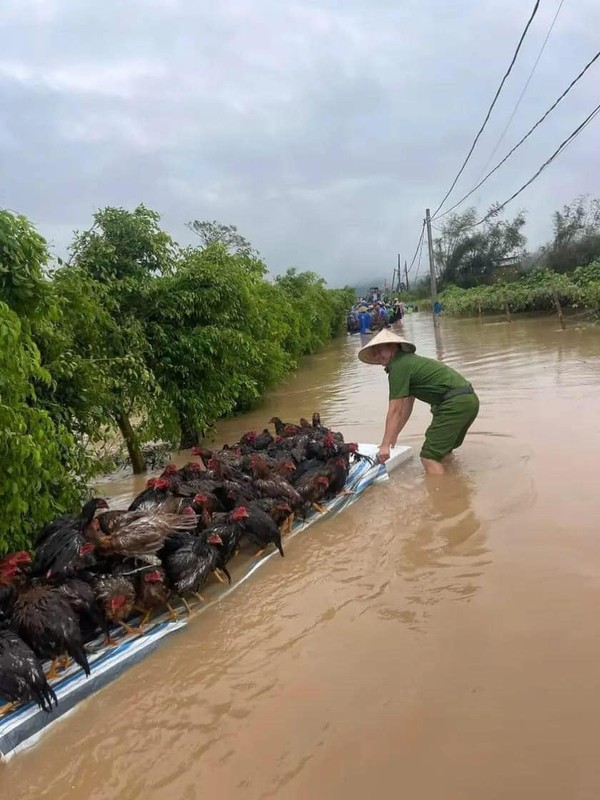             Tan chảy trước loạt ảnh giải cứu động vật mùa lũ    