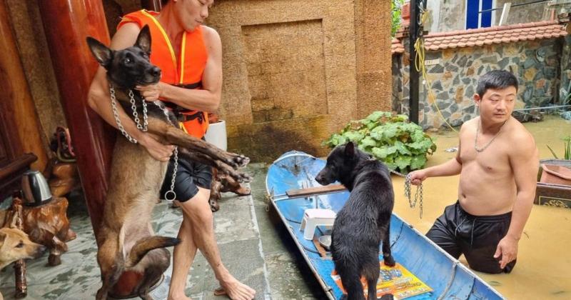             Tan chảy trước loạt ảnh giải cứu động vật mùa lũ    