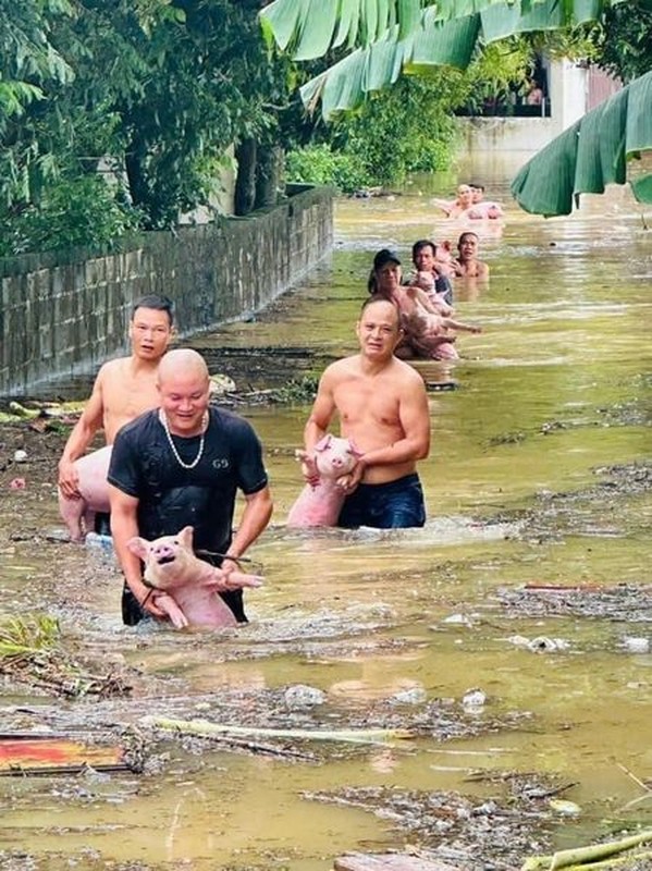             Tan chảy trước loạt ảnh giải cứu động vật mùa lũ    