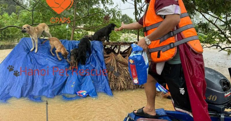 View -             Những pha giải cứu 'boss' bị kẹt ở bãi sông Hồng nhìn mà thương    