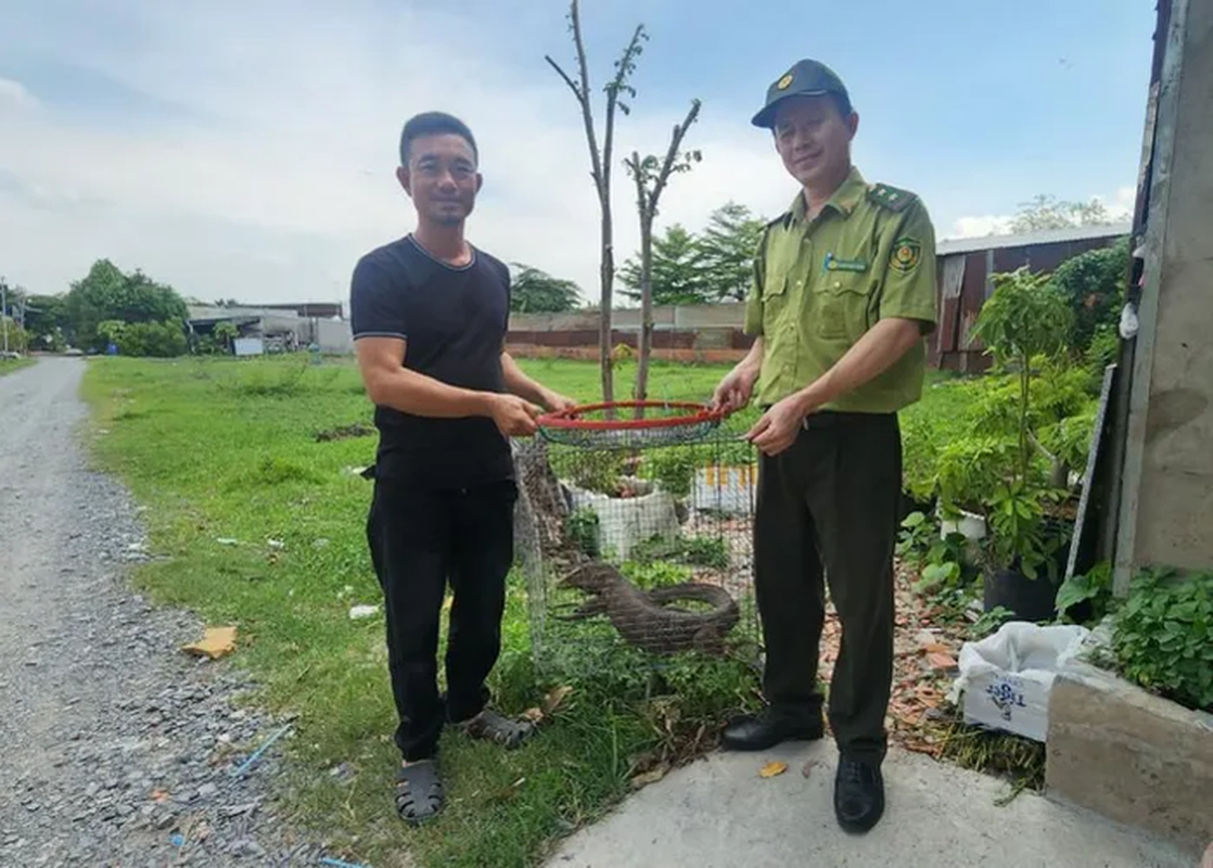 View -             Bắt được kỳ đà vân ở Bình Chánh: Loài nguy cấp trong Sách Đỏ    