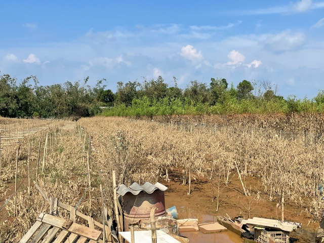             Đào Nhật Tân, quất Tứ Liên tan hoang sau bão    