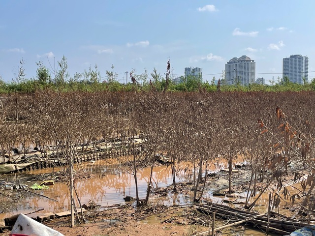 View -             Đào Nhật Tân, quất Tứ Liên tan hoang sau bão    