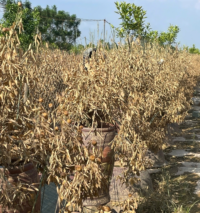 View -             Đào Nhật Tân, quất Tứ Liên tan hoang sau bão    