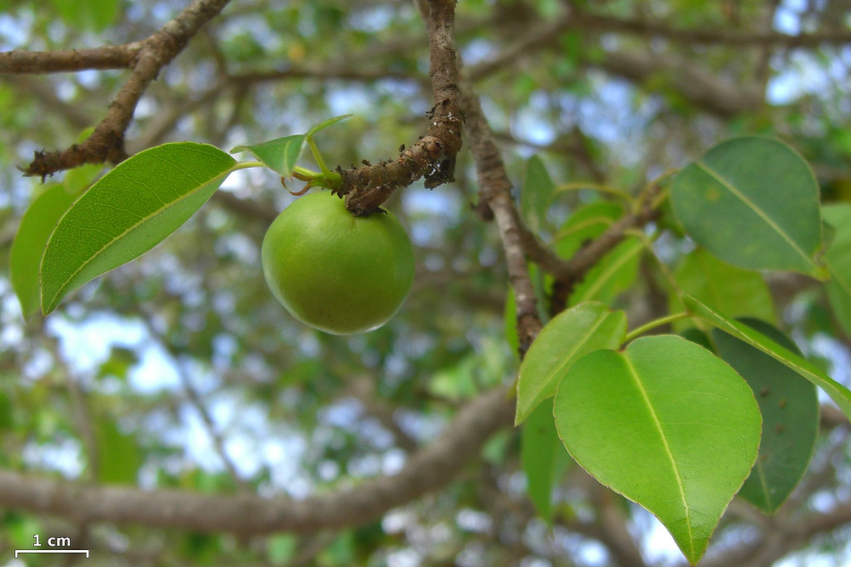             Bẻ quả của loài cây này sẽ khiến bạn 'hoá điên'    