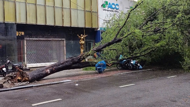             Cây xanh lâu năm bật gốc ở quận 1, đè hàng loạt xe máy    