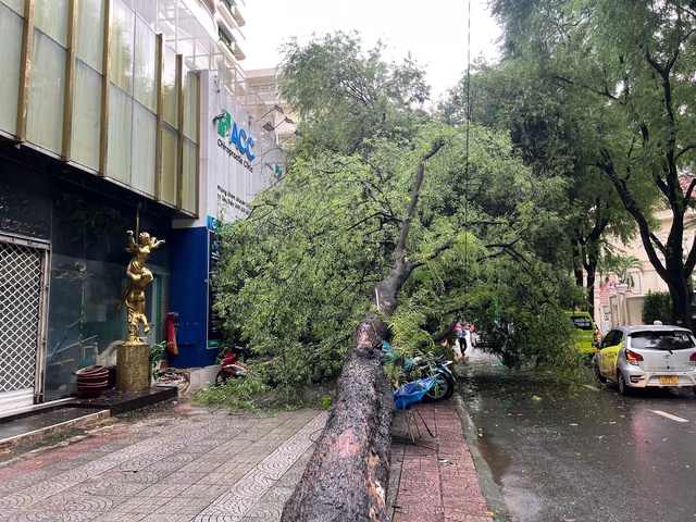             Cây xanh lâu năm bật gốc ở quận 1, đè hàng loạt xe máy    