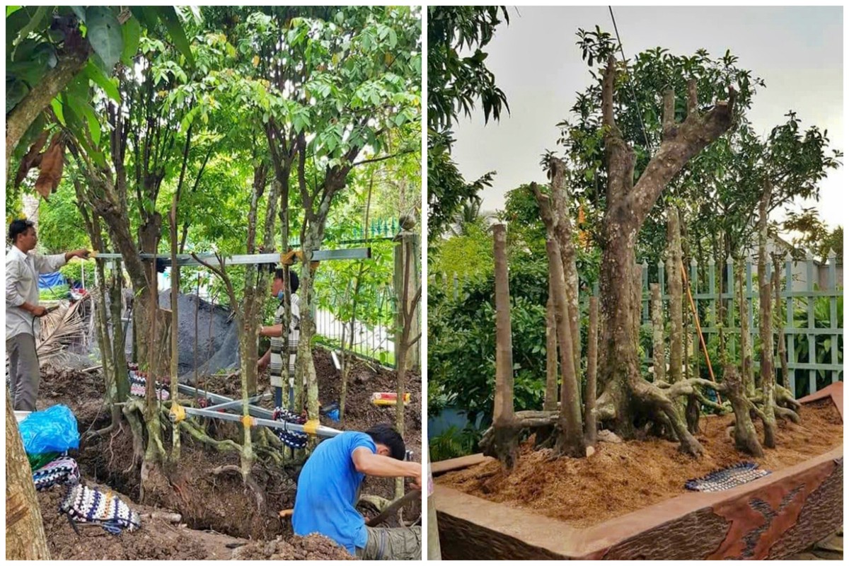 View -             Cây khế 19 thân, khách 'đổ' bao nhiêu tiền cũng không mua được    