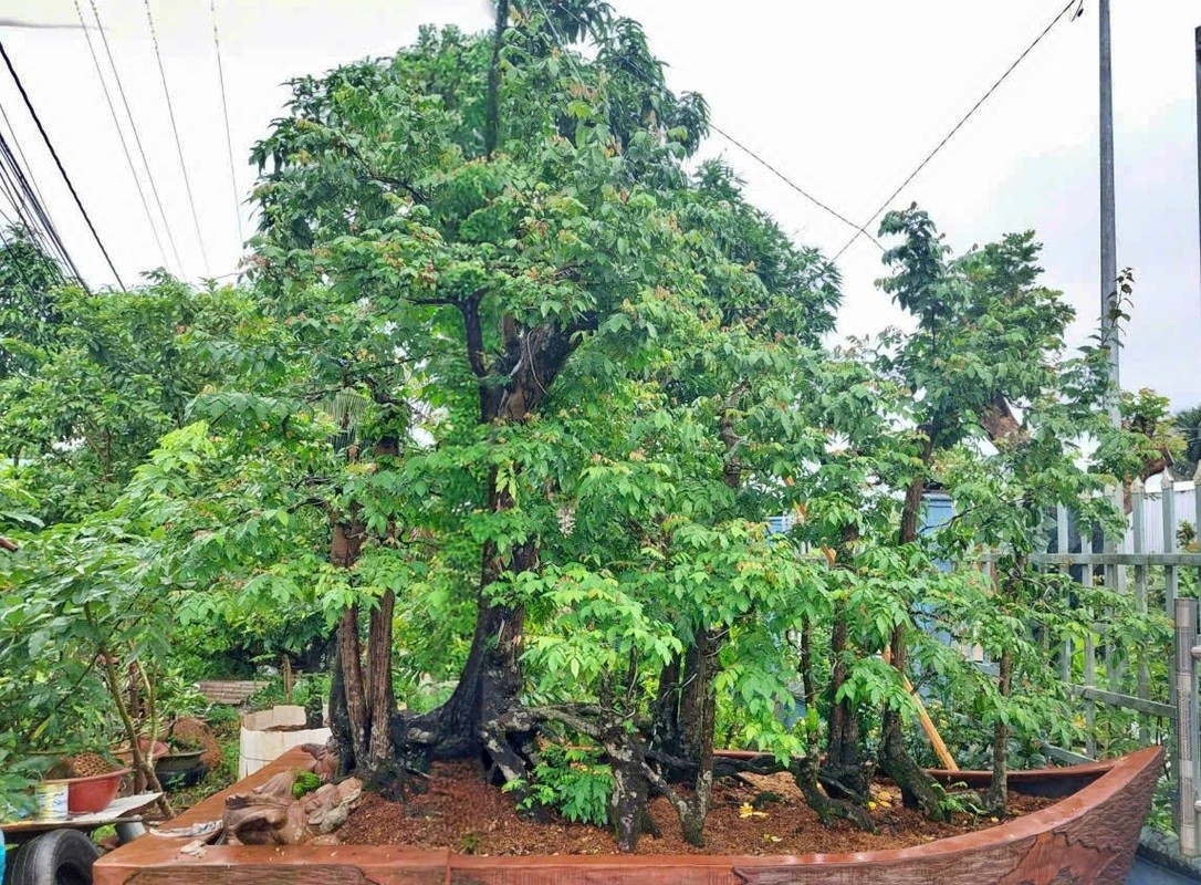 View -             Cây khế 19 thân, khách 'đổ' bao nhiêu tiền cũng không mua được    