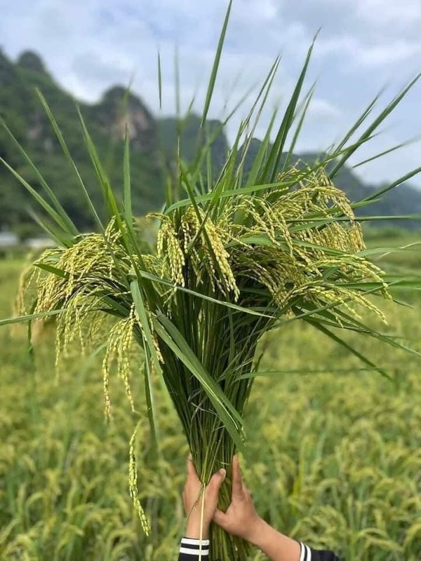             Chán cành quả, chị em đua nhau mua lúa nếp cắm bình    