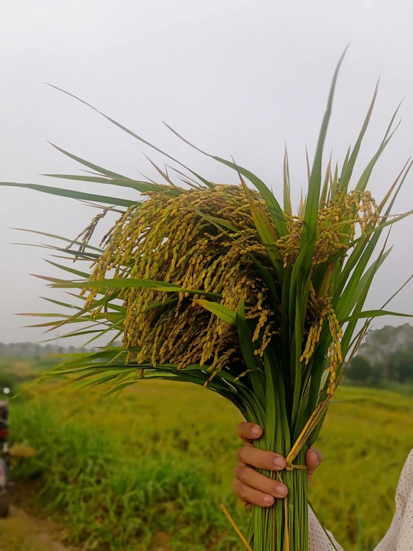 View -             Chán cành quả, chị em đua nhau mua lúa nếp cắm bình    