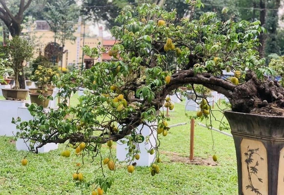 View -             10 cây ăn quả lên chậu thành bonsai 'đẹp say lòng'    