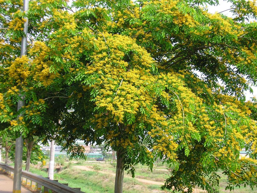 View -             Những loài cây trong Sách đỏ ở Khu bảo tồn thiên nhiên Hòn Bà    